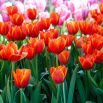 Tulipan Annie Schilder - opak. 5 szt.