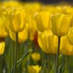 Tulipan żółty - Yellow - duża paczka! - 50 szt.