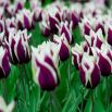 Tulipan Chansonette - opak. 5 szt.