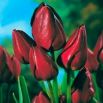 Tulipan Wallflower - opak. 5 szt.
