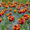 Tulipan Abu Hassan - opak. 5 szt.