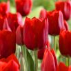 Tulipan Bastogne - opak. 5 szt.