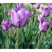 Tulipan Blue Aimable - opak. 5 szt.