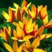 Tulipan botaniczny - Cynthia - 5 szt.