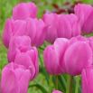 Tulipan Don Quichotte - opak. 5 szt.
