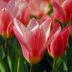 Tulipan Fashion - opak. 5 szt.