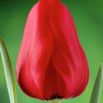 Tulipan Ile de France - opak. 5 szt.