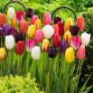 Tulipan - mieszanka kolorów - duża paczka! - 50 szt.