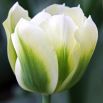 Tulipan Spring Green - opak. 5 szt.