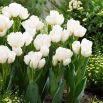 Tulipan Weisse Berliner - opak. 5 szt.