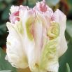 Tulipan Webers Parrot  opak. 5 szt.