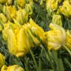 Tulipan Golden Glasnost - opak. 5 szt.