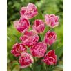 Tulipan Up Star - opak. 5 szt.