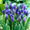 Szafirek szerokolistny - Muscari latifolium - duża paczka! - 100 szt.