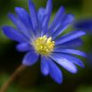 Zawilec grecki - Blue Shades - 8 szt.