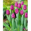 Tulipan Negrita - opak. 5 szt.