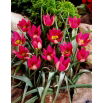 Tulipan Persian Pearl - opak. 5 szt.