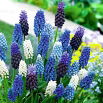 Szafirek - Muscari - zestaw kolorowych odmian - 160 szt.