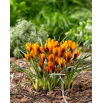 Krokus Orange Monarch - 10 szt.