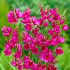 Ixia - Iksja Mabel - 25 szt.