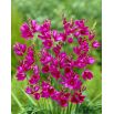 Ixia - Iksja Mabel - 25 szt.