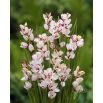 Ixia - Iksja Spotlight - 25 szt.