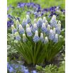 Szafirek - Muscari Mountain Lady - 10 szt.