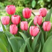 Tulipan Pink Impression - 5 szt.