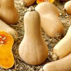 Dynia piżmowa Butternut