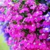 Lobelia zwisła karminowoczerwona