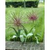 Czosnek ozdobny Szuberta - Allium Schubertii
