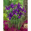 Irys holenderski - Purple Sensation - 10 szt.