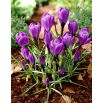 Krokus Grand Maitre - 10 szt.
