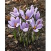 Krokus Sativus - Szafran! - 10 szt.