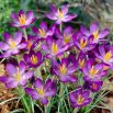 Krokus Whitewell Purple - 10 szt.