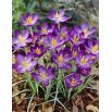 Krokus Whitewell Purple - 10 szt.