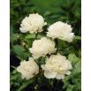 Piwonia, Paeonia - Festiva Maxima - sadzonka