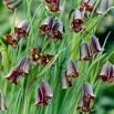 Szachownica Elwesa - Fritillaria elwesii - 5 szt.