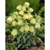 Szachownica bladokwiatowa - Fritillaria pallidiflora