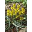 Szafirek złoty - Muscari Golden Fragrence - 3 szt.