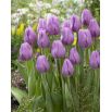 Tulipan Alibi - opak. 5 szt.
