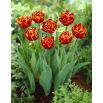 Tulipan Allegretto - 5 szt.