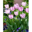 Tulipan Aria Card - opak. 5 szt.
