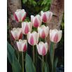 Tulipan Beau Monde - opak. 5 szt.