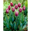 Tulipan Chansonette - opak. 5 szt.