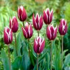 Tulipan Chansonette - opak. 5 szt.