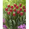 Tulipan Elegant Crown - 5 szt.