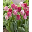 Tulipan Hemisphere - 5 szt.