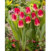 Tulipan Match - opak. 5 szt.