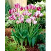 Tulipan Modern Style - 5 szt.